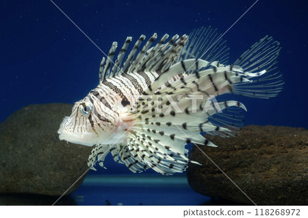 Lionfish Lionfish Lionfish Lionfish 118268972