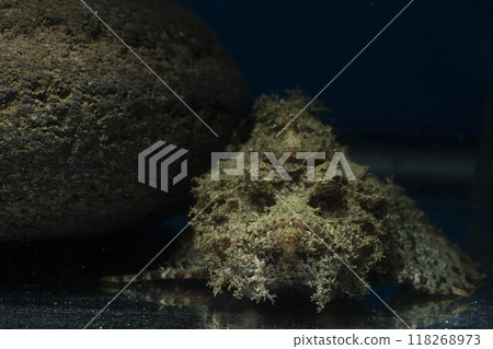 巨石魚、石魚、魚、鹹水魚、毒魚、虎魚、妖虎魚 巨石魚、石魚、魚、鹹水魚、毒魚、虎魚、妖虎魚 118268973