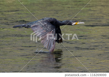 Cormorant flying just above the water surface 118269000