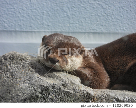 悠閒睡覺的小爪水獺的正面 118269020
