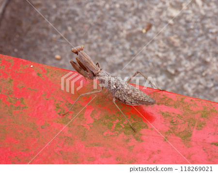 螳螂在紅木上行走 118269021