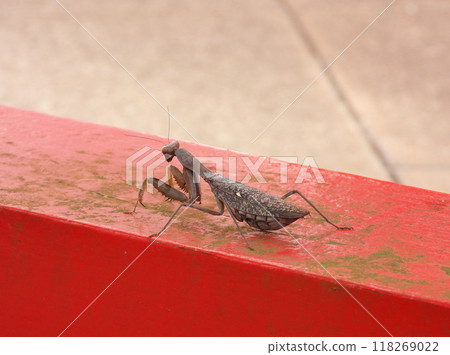 螳螂在紅木上行走 118269022