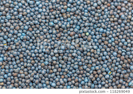 Macro. Processed blue-coated rapeseed seeds in a petri dish in the lab 118269049