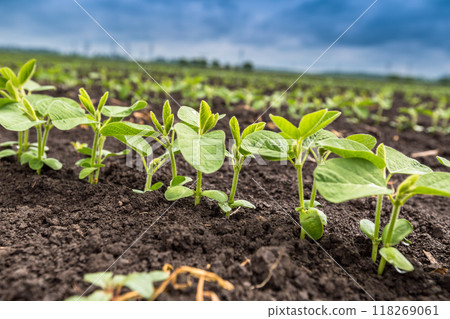 Fresh green soy plants on the field in spring. Rows of young soybean plants  118269061