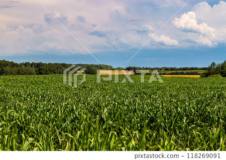 Green field of young corn with clean rows Green field of young corn with clean rows 118269091