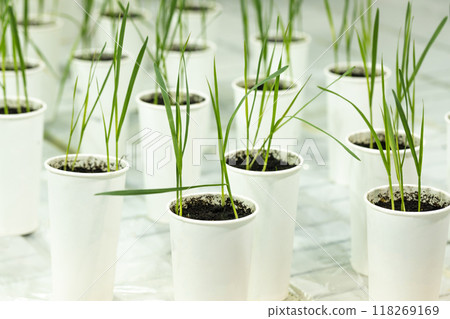 Cereal plants in white cup. Research in the laboratory Cereal plants in white cup. Research in the laboratory 118269169