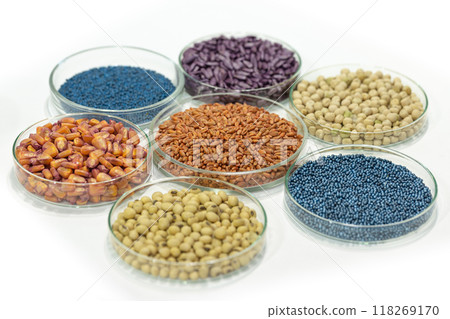 Colorful pesticide-treated rapeseed, sunflower, wheat, pea, soy, and corn seeds in a petri dish in the lab Colorful pesticide-treated rapeseed, sunflower, wheat, pea, soy, and corn seeds in a petri dish in the lab 118269170