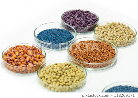 Colorful pesticide-treated rapeseed, sunflower, wheat, pea, soy, and corn seeds in a petri dish in the lab Colorful pesticide-treated rapeseed, sunflower, wheat, pea, soy, and corn seeds in a petri dish in the lab 118269171