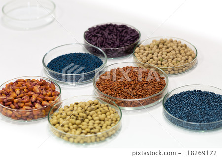 Colorful pesticide-treated rapeseed, sunflower, wheat, pea, soy, and corn seeds in a petri dish in the lab Colorful pesticide-treated rapeseed, sunflower, wheat, pea, soy, and corn seeds in a petri dish in the lab 118269172