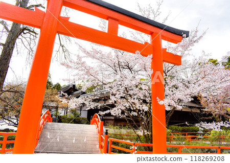 【春天的京都觀光】下鴨神社境內的鳥居和盛開的櫻花【能量點和賞花】 【春天的京都觀光】下鴨神社境內的鳥居和盛開的櫻花【能量點和賞花】 118269208