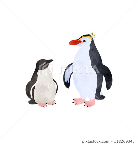 Royal penguin chicks and adults. Watercolor style illustration. 118269343