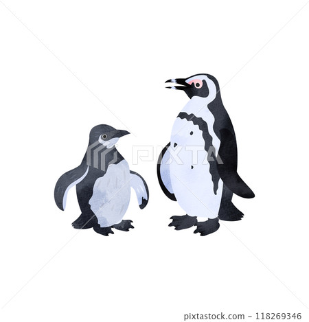 African penguin chicks and adults. Watercolor style illustration. 118269346