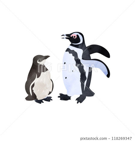 Magellanic penguin chicks and adults. Watercolor style illustration. 118269347