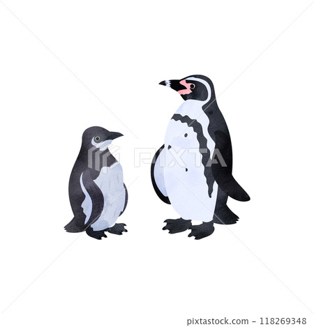 Humboldt penguin chick and adult. Watercolor style illustration. 118269348
