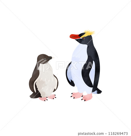 Schroder penguin chicks and adults. Watercolor style illustration. 118269473