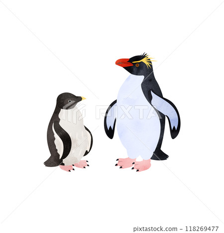 南方跳岩企鵝幼崽和成年企鵝。水彩風格插圖。 南方跳岩企鵝幼崽和成年企鵝。水彩風格插圖。 118269477