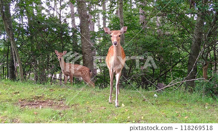Wild sika deer 118269518