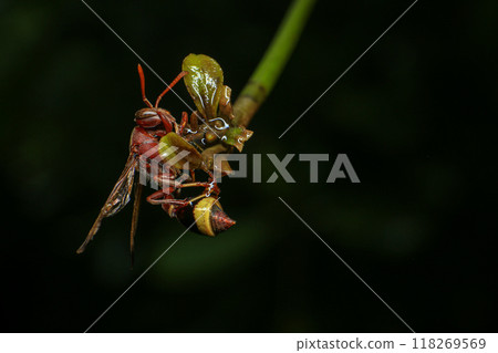 Close up of a red paper wasp on a green leaf. Close up of a red paper wasp on a green leaf. 118269569
