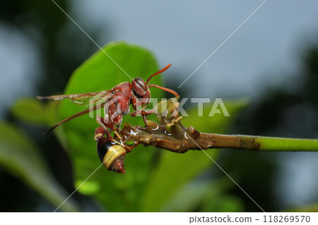 Close up of a red paper wasp on a green leaf. Close up of a red paper wasp on a green leaf. 118269570