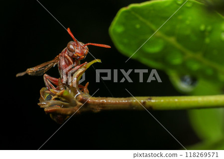 Close up of a red paper wasp on a green leaf. Close up of a red paper wasp on a green leaf. 118269571