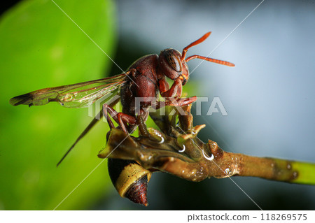 Close up of a red paper wasp on a green leaf. 118269575