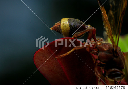 Close up of a red paper wasp on a green leaf. Close up of a red paper wasp on a green leaf. 118269578