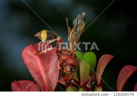 Close up of a red paper wasp on a green leaf. Close up of a red paper wasp on a green leaf. 118269579