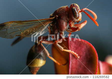 Close up of a red paper wasp on a green leaf. Close up of a red paper wasp on a green leaf. 118269582