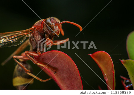 Close up of a red paper wasp on a green leaf. Close up of a red paper wasp on a green leaf. 118269589