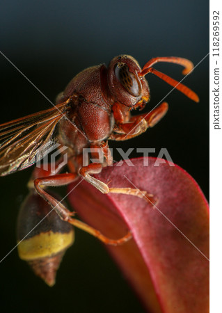Close up of a red paper wasp on a green leaf. Close up of a red paper wasp on a green leaf. 118269592