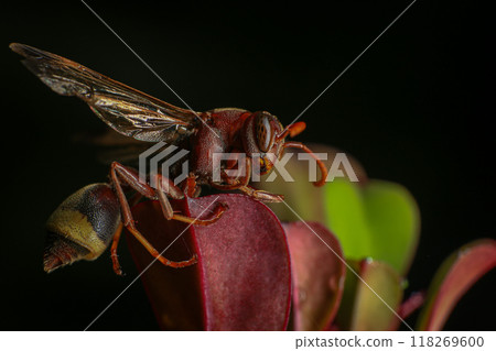Close up of a red paper wasp on a green leaf. 118269600