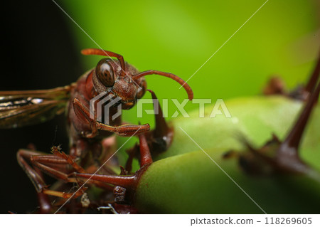 Close up of a red paper wasp on a green leaf. Close up of a red paper wasp on a green leaf. 118269605