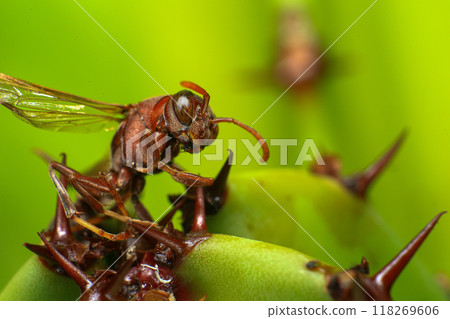 Close up of a red paper wasp on a green leaf. Close up of a red paper wasp on a green leaf. 118269606