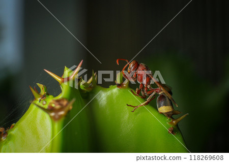Close up of a red paper wasp on a green leaf. Close up of a red paper wasp on a green leaf. 118269608