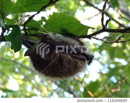 An oil bat clinging to a tree branch An oil bat clinging to a tree branch 118269609