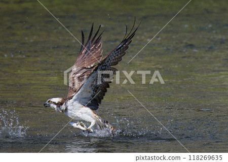 Successfully captured osprey Successfully captured osprey 118269635