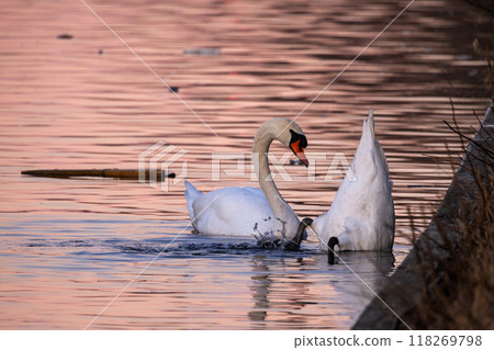 Graceful Swans Gliding Smoothly Across the Serene Waters at a Beautiful Sunset Hour 118269798
