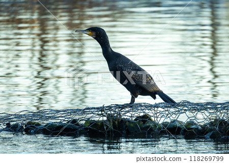 A Cormorant Gracefully Perched by the Tranquil and Calm Waters of a Scenic Landscape 118269799