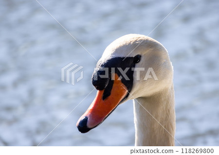 An Elegant Swan Swimming Gracefully Against a Soft, Serene Background in Natures Beauty 118269800
