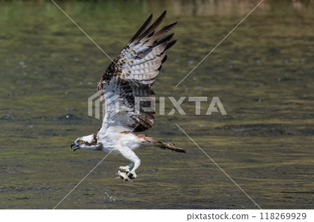魚鷹捕撈運送魚類 118269929