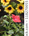 Red flower	 118270055