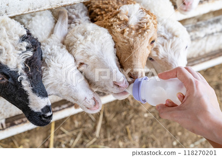 Beautiful cute sheep with curly hair suckling milk from a feeding bottle and eat grass or leaf that adult and kid holding behind a fence. Beautiful cute sheep with curly hair suckling milk from a feeding bottle and eat grass or leaf that adult and kid holding behind a fence. 118270201