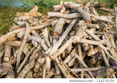 firewoods were cut from logs and lay on the soil ground with green leaf beside, ready to be burned and use next. 118270234