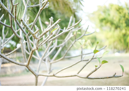 Fresh organic tree grow in the vegetable garden at backyard 118270241