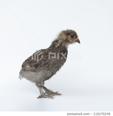 Brown color of little chick standing on a white background. Brown color of little chick standing on a white background. 118270248