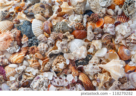 background of sea shells of different colors. many multi-colored shells. 118270282