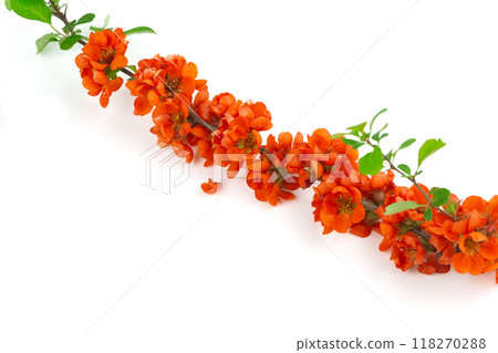 Japanese quince flower on white background close-up. place for text Japanese quince flower on white background close-up. place for text 118270288