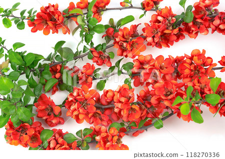 Japanese quince flower on white background close-up. place for text 118270336