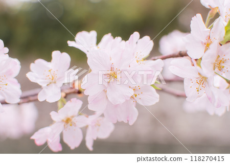 櫻花開了 118270415