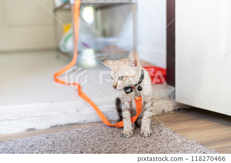With its soft grey fur and bold orange leash, this adorable kitten looks right at home as it snuggles up on a plush couch in a backdoor of the home. 118270466